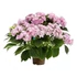 Kép 2/3 - Hydrangea macrophylla 'Floria Pink' - Kerti hortenzia (rózsaszín)
