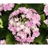 Kép 3/3 - Hydrangea macrophylla 'Floria Pink' - Kerti hortenzia (rózsaszín)
