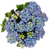 Kép 3/3 - Hydrangea macrophylla 'Happy Blue' - Kerti hortenzia (kék)