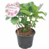 Kép 2/3 - Hydrangea macrophylla 'Rembrandt Dolce Chic' - Kerti hortenzia (rózsaszín)