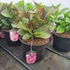 Kép 2/2 - Hydrangea macrophylla 'Baladia Purple' - Kerti hortenzia (lila)