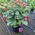Kép 1/2 - Hydrangea macrophylla 'Baladia Purple' - Kerti hortenzia (lila)