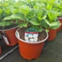 Kép 2/2 - Hydrangea macrophylla 'Ice Boy' - Kerti hortenzia (fehér)