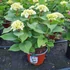 Kép 1/2 - Hydrangea macrophylla 'Ice Boy' - Kerti hortenzia (fehér)