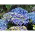 Kép 3/4 - Hydrangea macrophylla 'Marine Blue' - Kerti hortenzia (kék)