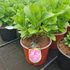 Kép 2/2 - Hydrangea macrophylla 'Marine Pink' - Kerti hortenzia (rózsaszín)
