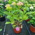Kép 1/2 - Hydrangea macrophylla 'Marine Pink' - Kerti hortenzia (rózsaszín)