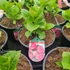 Kép 2/2 - Hydrangea macrophylla 'Sarena Pink' - Kerti hortenzia (rózsaszín)