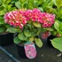 Kép 1/2 - Hydrangea macrophylla 'Sarena Pink' - Kerti hortenzia (rózsaszín)