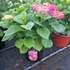 Kép 1/2 - Hydrangea macrophylla 'Schöne Bautznerin - Kerti hortenzia (rózsaszín)