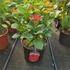 Kép 1/2 - Hydrangea macrophylla 'Speedy Red Improved' - Kerti hortenzia (vörös)