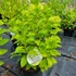 Kép 2/2 - Hydrangea paniculata 'Pansana' – Bugás hortenzia (világoszöld)