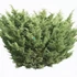 Kép 2/2 - Juniperus conferta 'Emerald Sea' - Föveny boróka