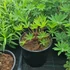 Kép 1/2 - Lupinus Lupinova 'Cierra' - Csillagfürt (lila)