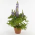Kép 2/2 - Lupinus Lupinova 'Cierra' - Csillagfürt (lila)