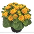 Kép 1/2 - Primula belarina 'Day-glow yellow' - Kerti kankalin