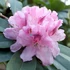 Kép 1/2 - Rhododendron 'Albert Schweitzer' - Havasszépe (rózsaszín)