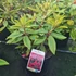 Kép 2/2 - Rhododendron hybrid 'Vulcan' - Havasszépe (piros)