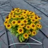 Kép 1/2 - Rudbeckia 'Littlebeckia Sunshine' - Kúpvirág - sárga