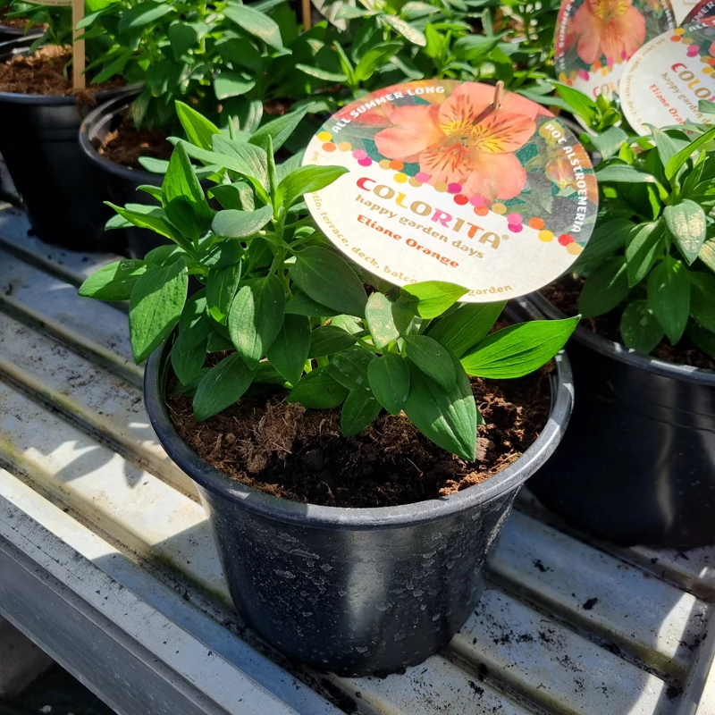 Alstroemeria Colorita 'Eliane Orange' - Inkaliliom (narancs)