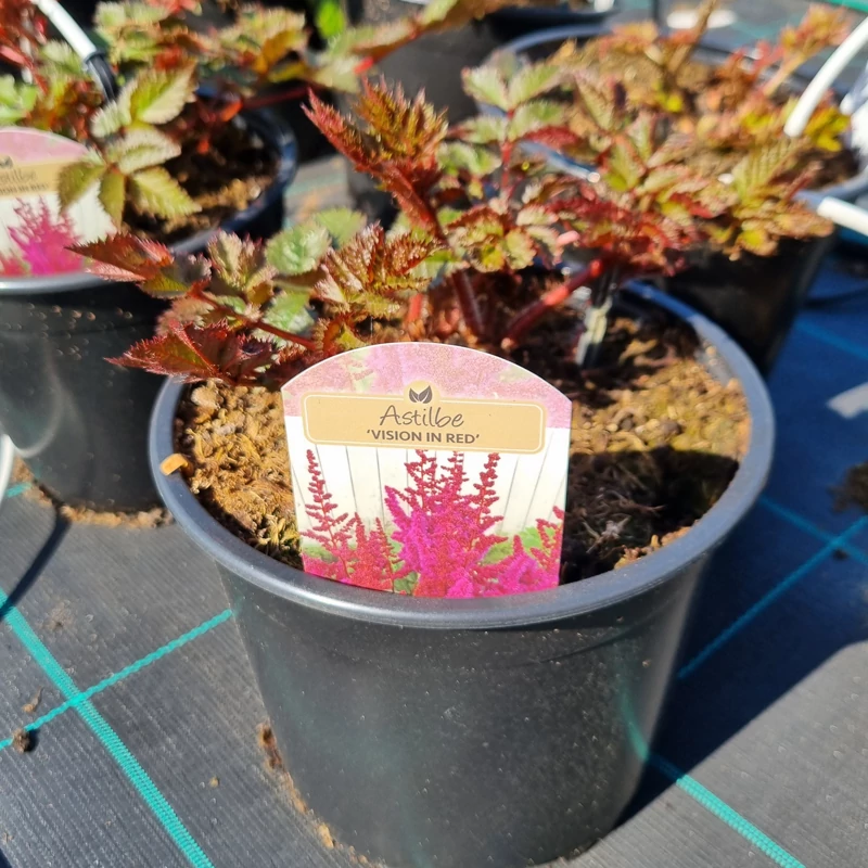 Astilbe Chinensis 'Vision in Red' - Tollbuga (vörös)