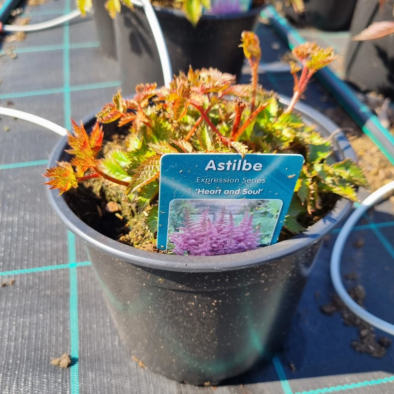 Astilbe 'Heart and Soul' - Tollbuga (lila)