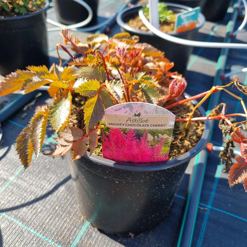 Astilbe Mighty 'Chocolate Cherry' - Tollbuga (vörös)