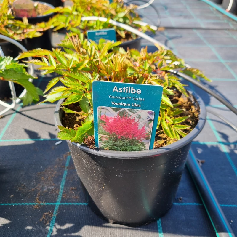 Astilbe 'Younique Lilac' - Tollbuga (lila)