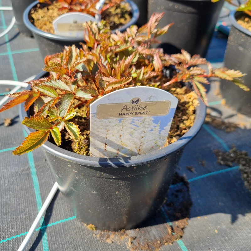 Astilbe x arendsii 'Happy Spirit' - Tollbuga (fehér)