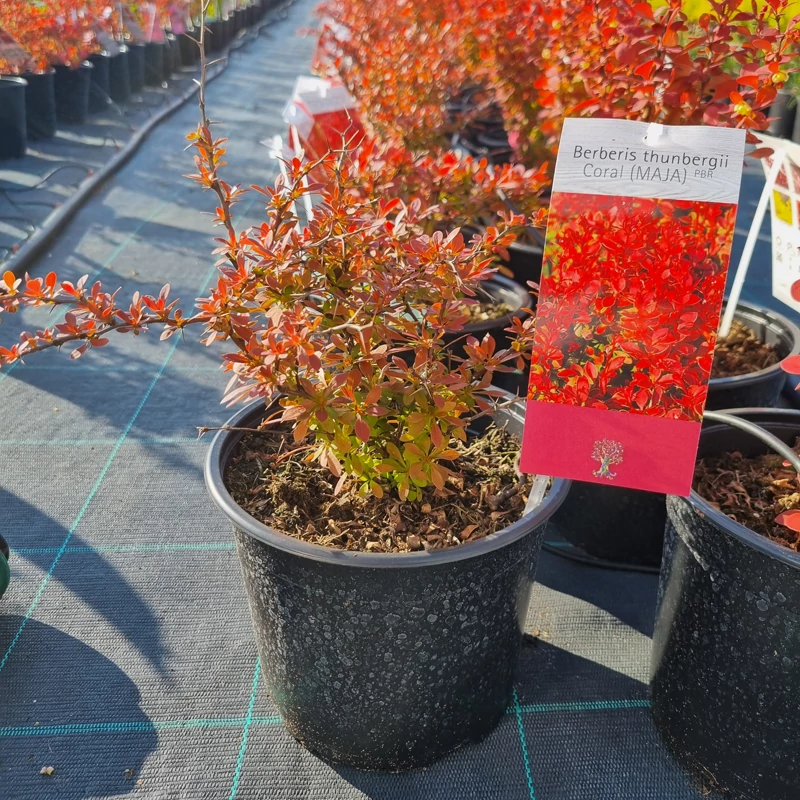 Berberis thunbergii 'Coral'® – Japán vérborbolya