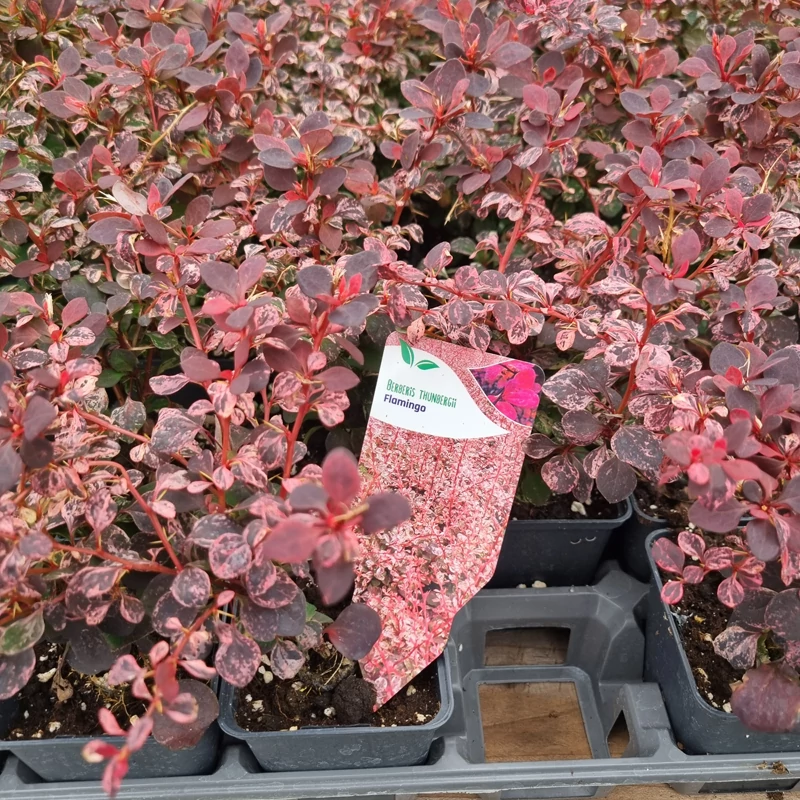 Berberis thunbergii 'Flamingo' – Oszlopos japán borbolya