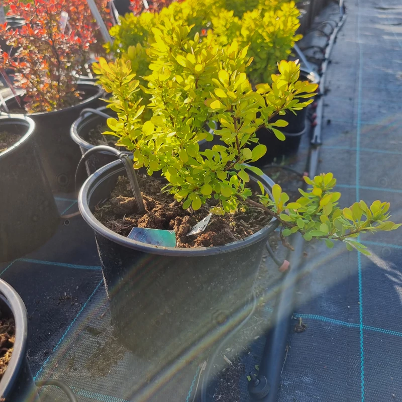 Berberis thunbergii 'Lime Star'® – Japán borbolya