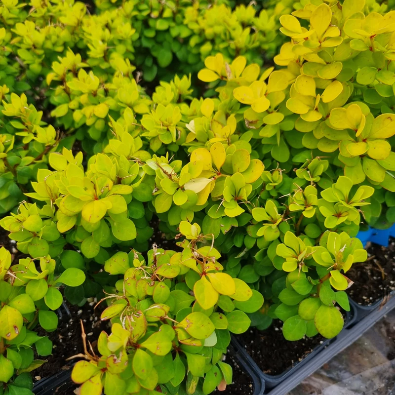 Berberis thunbergii 'Yellow Bird' – Japán borbolya