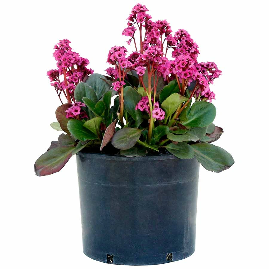Bergenia cordifolia 'Vintage Pink' - Szívlevelű bőrlevél