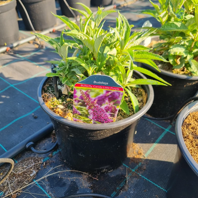 Buddleja davidii ‘Butterfly Candy® Little Purple’ – Törpe nyáriorgona