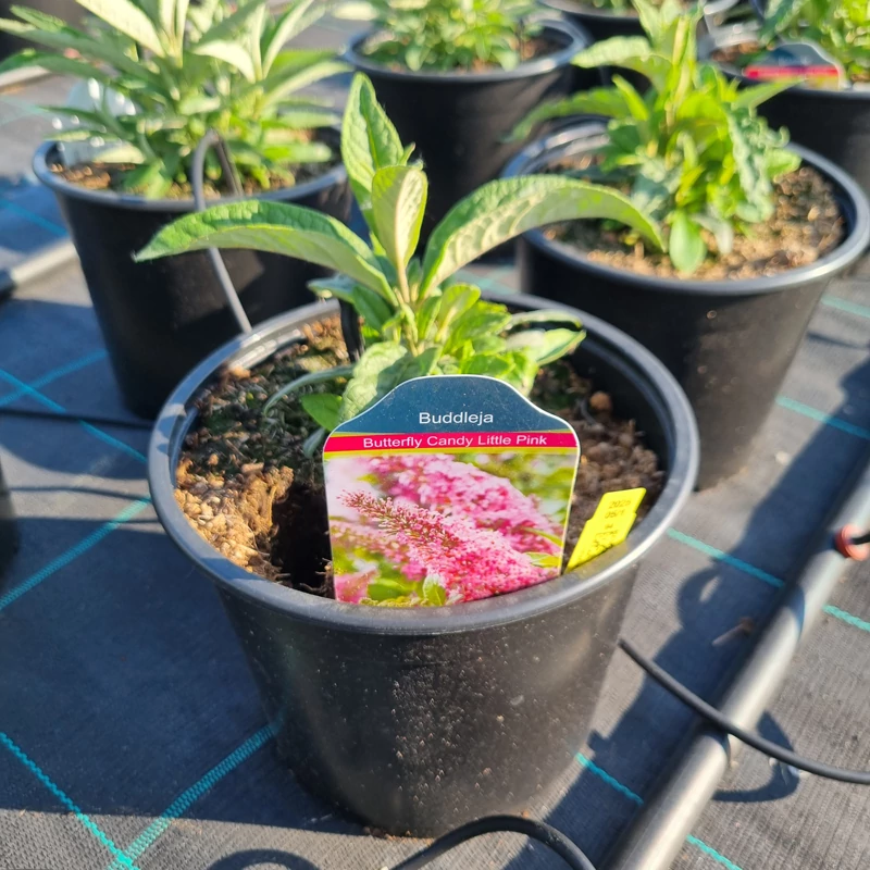 Buddleja davidii ‘Butterfly Candy® Little Pink’ – Törpe nyáriorgona