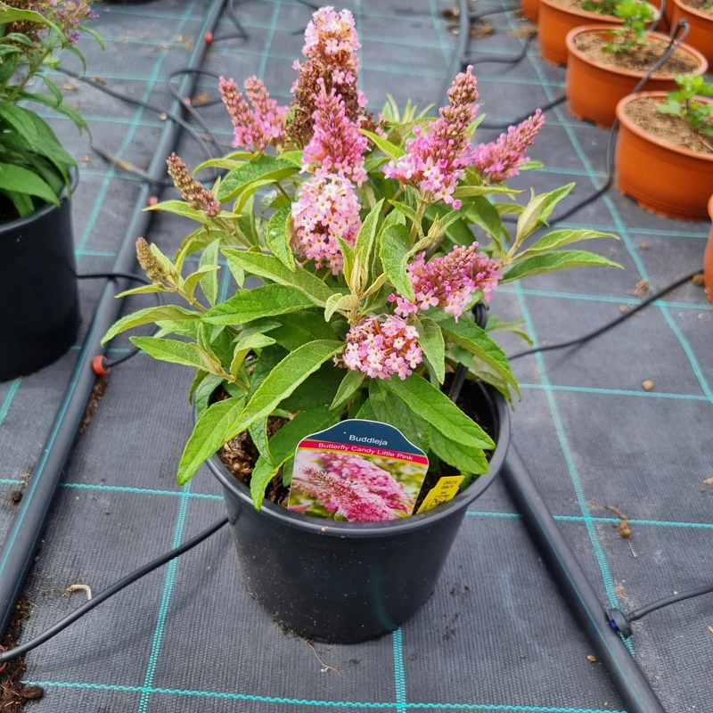 Buddleja davidii ‘Butterfly Candy® Little Pink’ – Törpe nyáriorgona