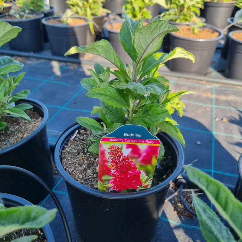 Buddleja davidii ‘Butterfly Candy® Little Ruby’ – Törpe nyáriorgona