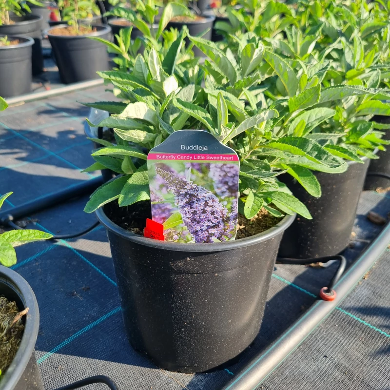 Buddleja davidii ‘Butterfly Candy® Little Sweetheart’ – Törpe nyáriorgona