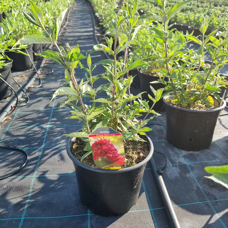 Buddleja davidii ‘Prince Charming’ – Nyáriorgona
