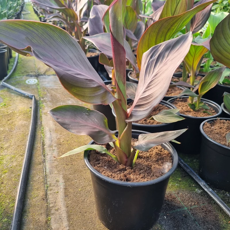 Canna x generalis 'Cannova® Bronze Orange' - Kánna