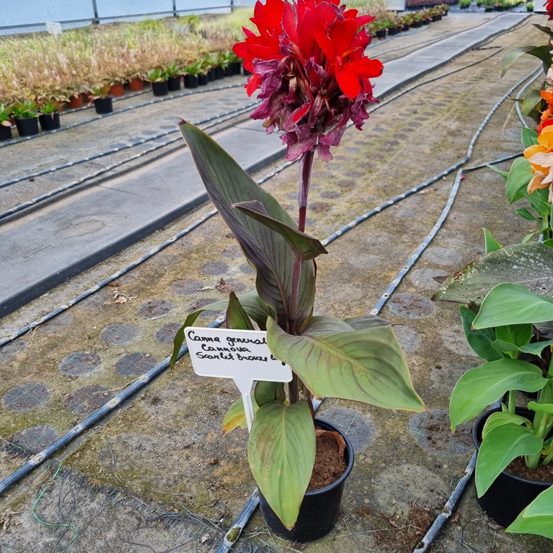 Canna x generalis 'Cannova® Bronze Scarlet' - Kánna