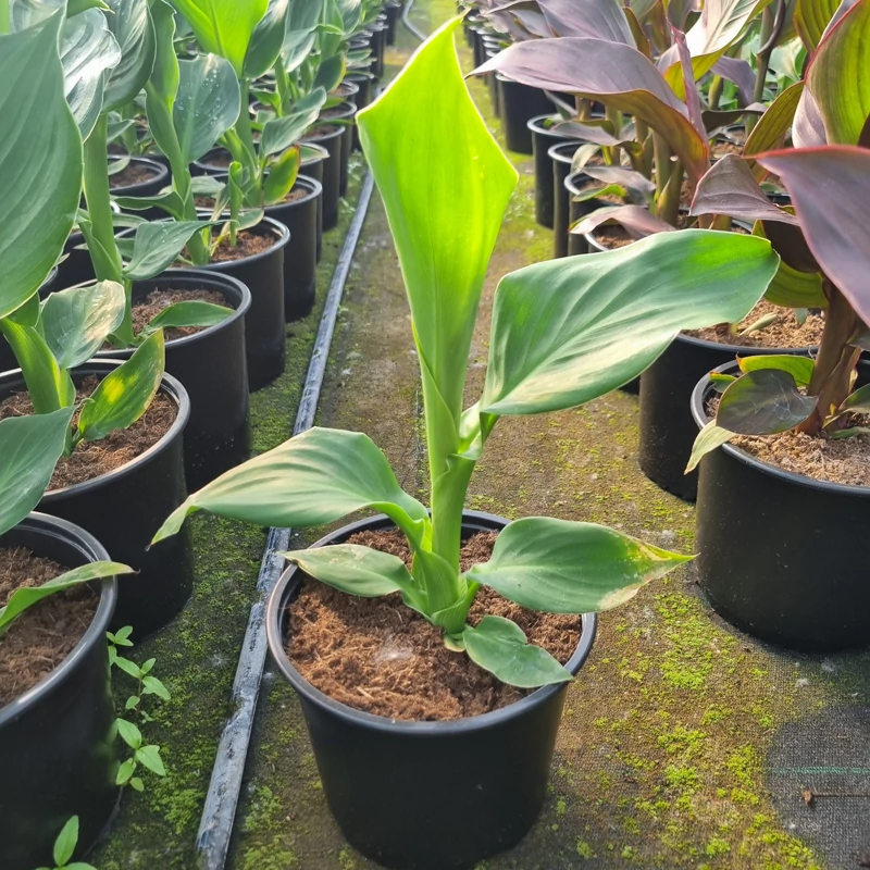 Canna x generalis 'Cannova® Red Golden Flame' - Kánna