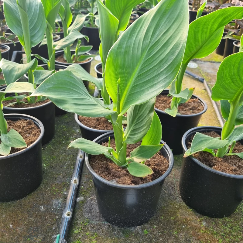 Canna x generalis 'Cannova® Yellow Tray' - Kánna