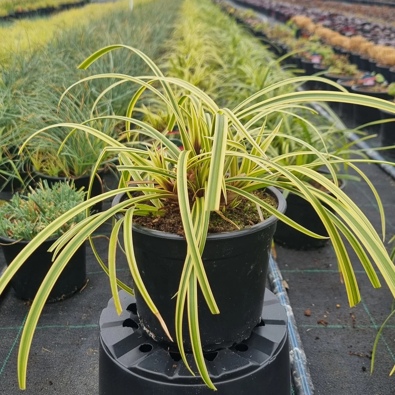 Carex morrowii 'Vanilla Ice' – Japán sás