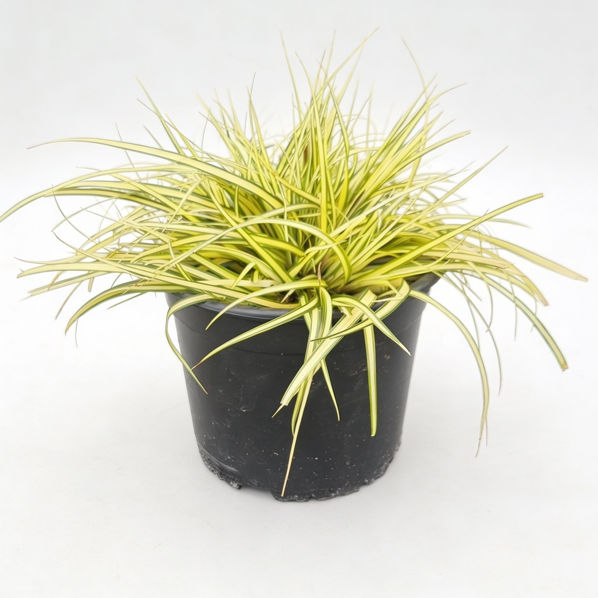 Carex oshimensis 'Maxigold' - Madárlábú sás