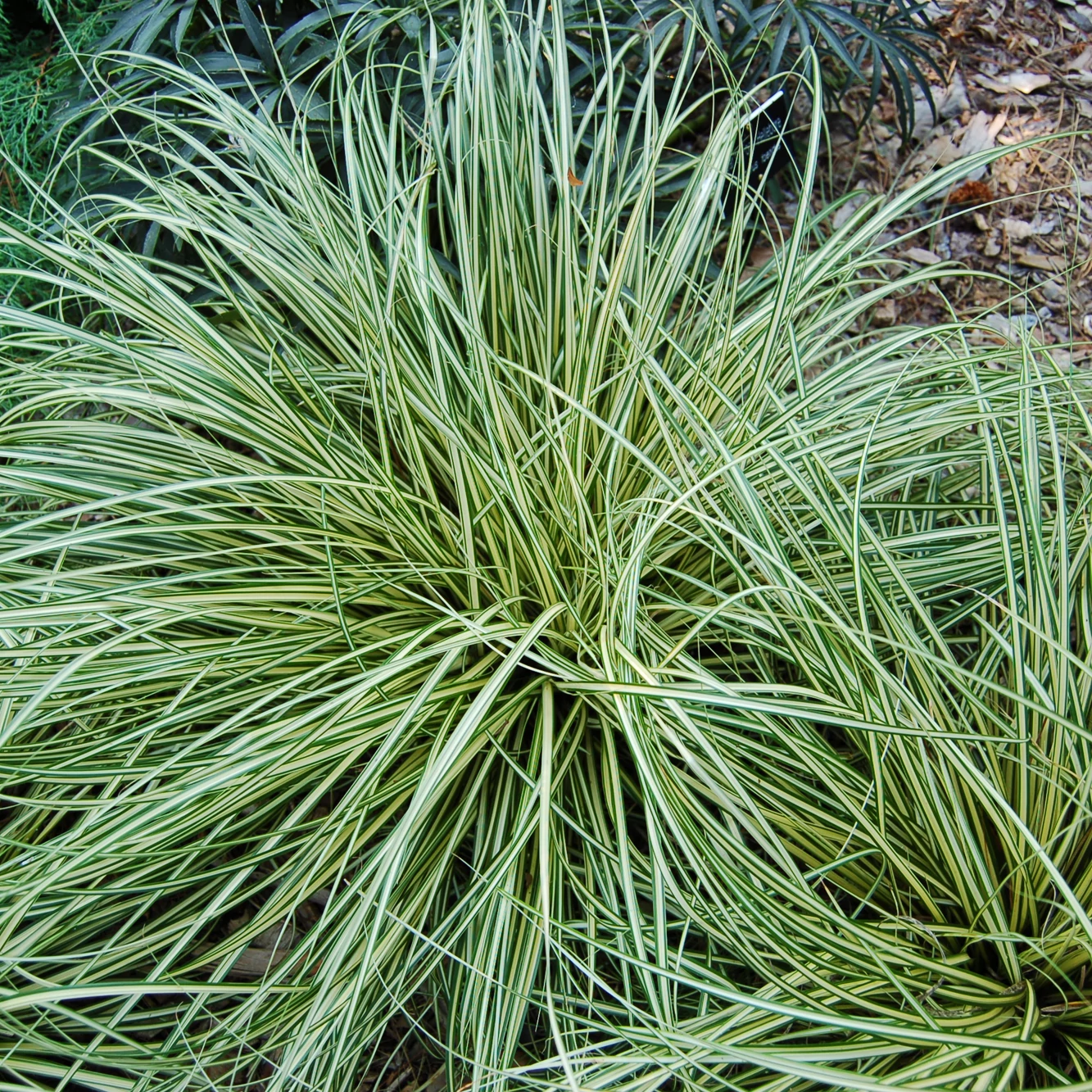 Carex oshimensis 'Evergold' - Ósimai sás