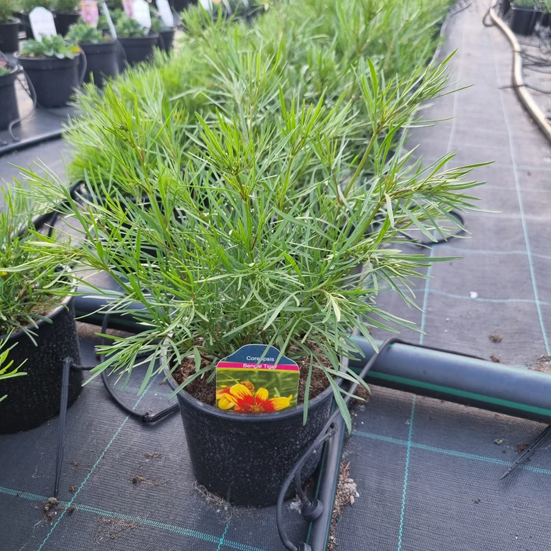 Coreopsis 'Bengal Tiger' - Menyecskeszem
