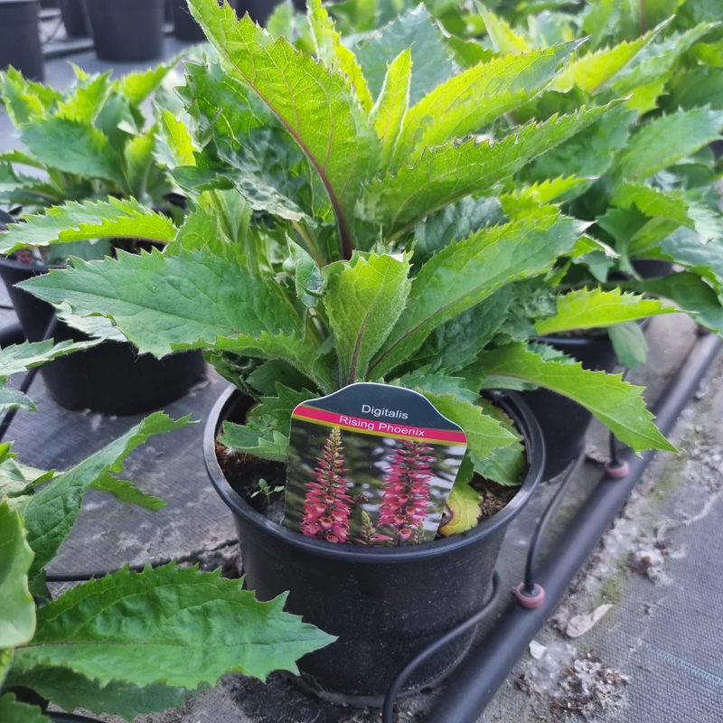 Digitalis Digiplexis 'Rising Phoenix' - Gyűszűvirág