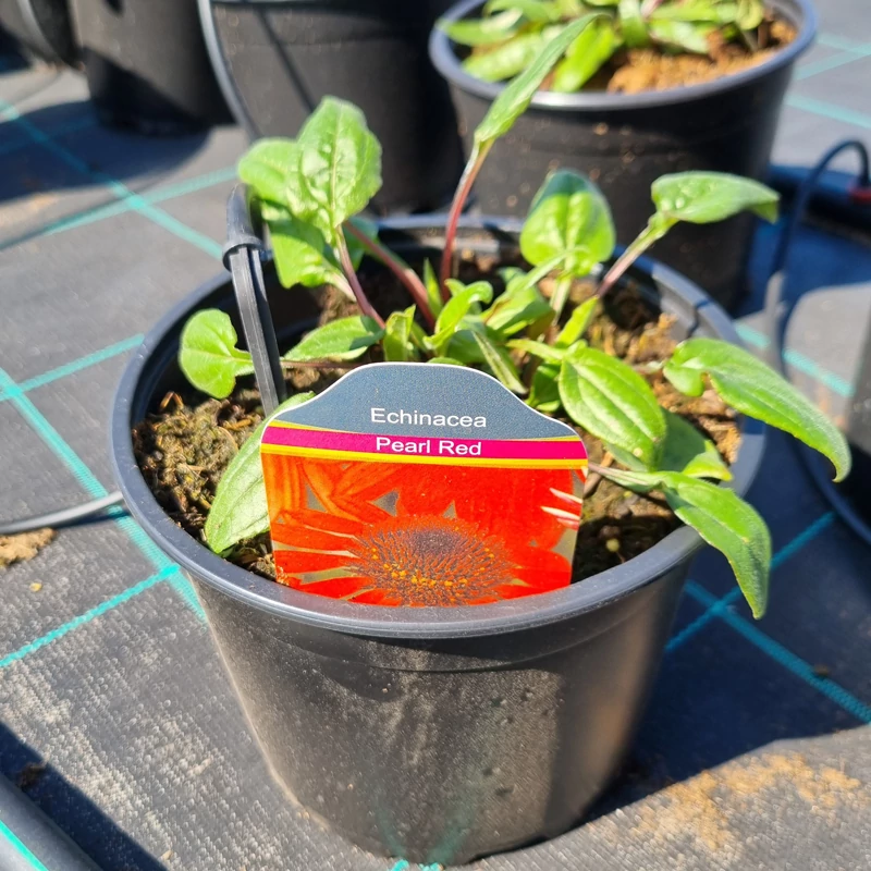 Echinacea purpurea 'Pearl Red' - Kasvirág (vörös)